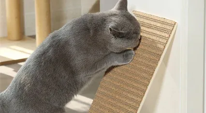 Cat Scratcher Sourcing Guide: What Pet Product Buyers Should Know