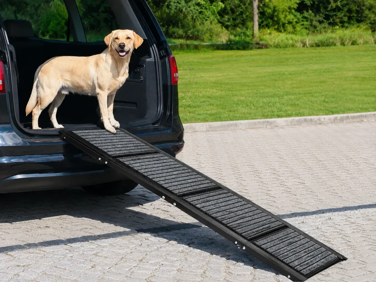 How to Make Your Home More Accessible for Your Senior Dog (Quick Guide)